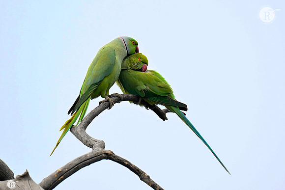 Rose ringed parakeet_TTD3529