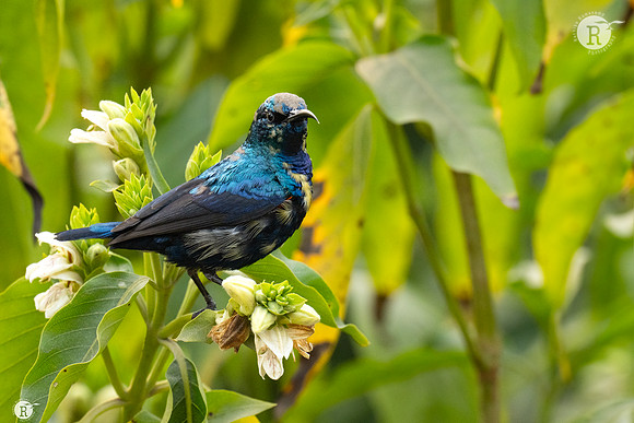 Purple sunbird (Cinnyris asiaticus) _TTD2665