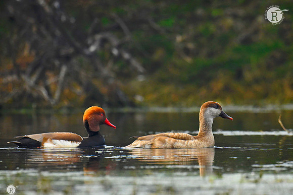 Red crested pochard_TTD3766