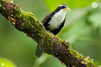 Indian scimitar babbler_VAL2214