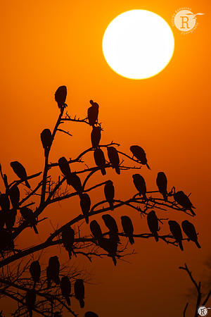 Sunrise_TTD5559