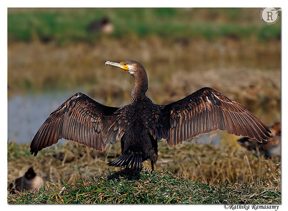 Greater Cormorant (Phalacrocorax carbo)_DD30147