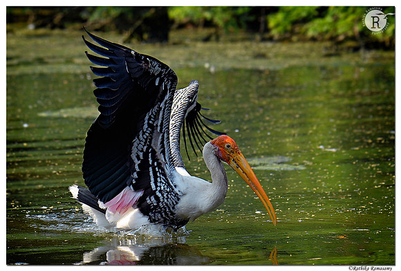 Painted stork (Mycteria leucocephala) _D4R3734
