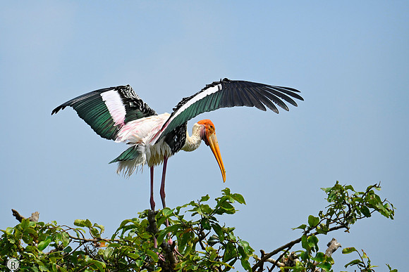 Painted stork_TTD7169