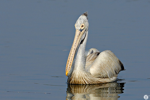 8_Spot-billed Pelican (Pelecanus philippensis)_Rathika Ramasamy