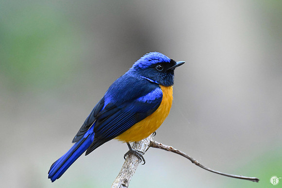 Rufous-bellied Niltava (Niltava sundara)_TTD1854