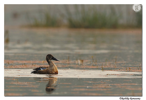 Northern Shoveler (Anas clypeata)_DD31830