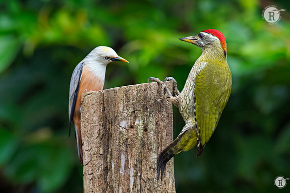 Chestnut-tailed starling_TTA7798