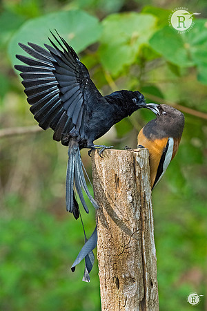 Rufus Treepie- Greater racket-tailed drongo _DSC7770