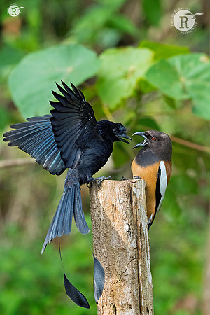 Rufus Treepie- Greater racket-tailed drongo _DSC7769