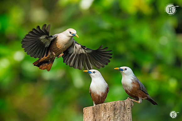 Chestnut-tailed starling(Sturnia malabarica) _DSC7949