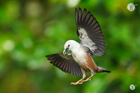 Chestnut-tailed starling(Sturnia malabarica) _DSC8105