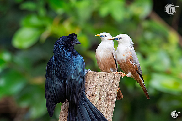 Chestnut-tailed starling(Sturnia malabarica) _TTA7767