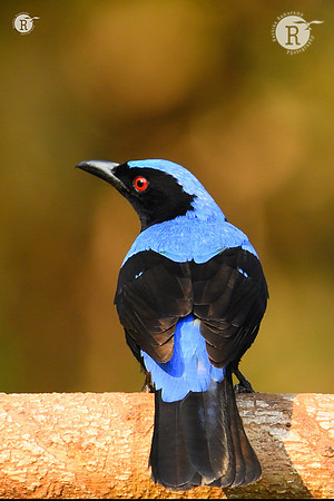 Asian fairy-bluebird (Irena puella)
