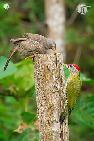 Babblers_TTA7706