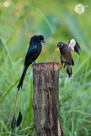 Drango-Myna_TTA8282