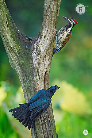 Woodpecker-Drango_TTA8276