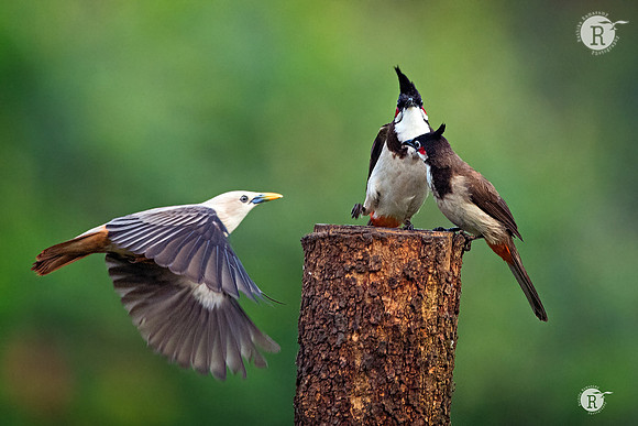 Red-whiskered bulbul (Pycnonotus jocosus)_TTA1747