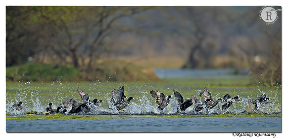 Water dance-coot_D4R1470