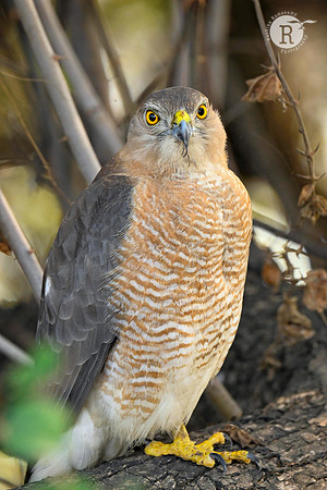 Shikra (Tachyspiza badia)_BHR2437
