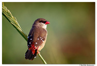 Basai-wetland