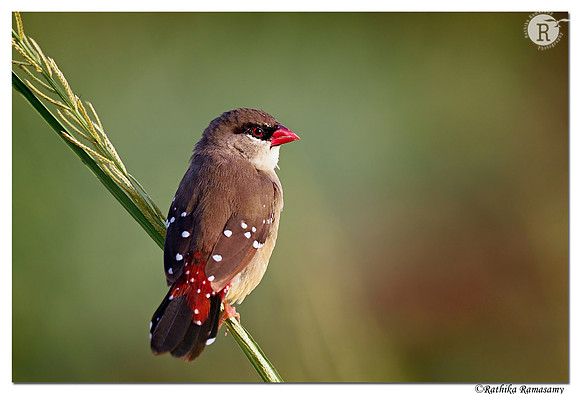 Red Avadavat(Amandava amandava)_D4S0814