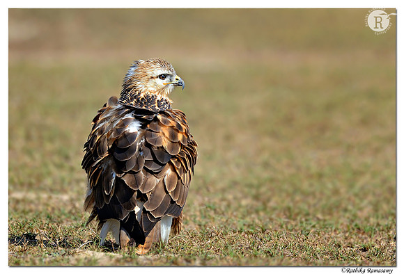 Long-legged Buzzard (Buteo rufinus) _D4R7184