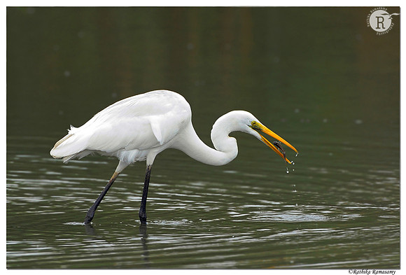Egret fishing tossing_DD37249