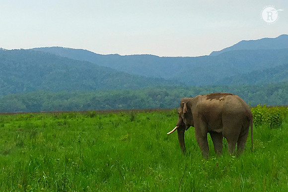 Corbett