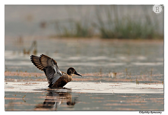 Northern Shoveler (Anas clypeata)_DD31836