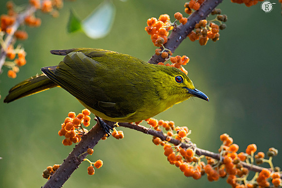 Yellow-browed bulbul (Acritillas indica)_D557809
