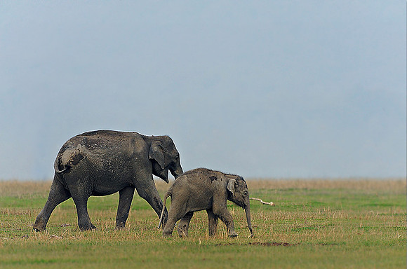 Elephant_DD38381