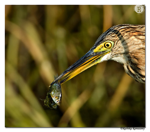 Yummy-Pond Heron