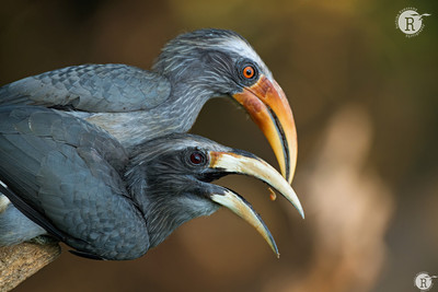 Mr. & Mrs Malabar grey hornbill (Ocyceros griseus)