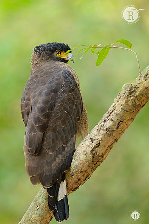 Web-Crested serpent eagle (Spilornis cheela)_D4R7784