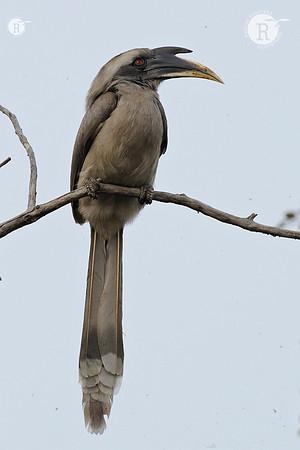 Indian GreyHornbill(Pelargopsis amauroptera)_DD35425