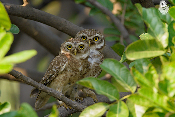 Spotted owler_D4R5309
