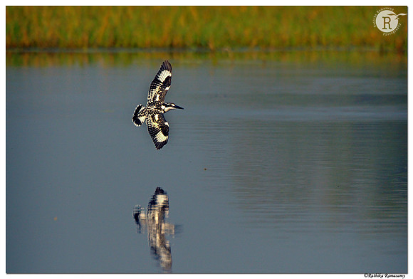 Pied Kingfisher_D4S2636