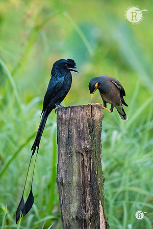 Web-Myna-Drango_TTA8280