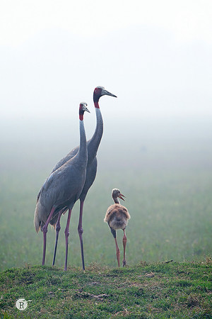 Family_TTA8932