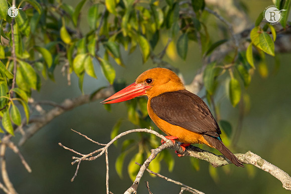 Brown-winged kingfisher (Pelargopsis amauroptera)_D555999