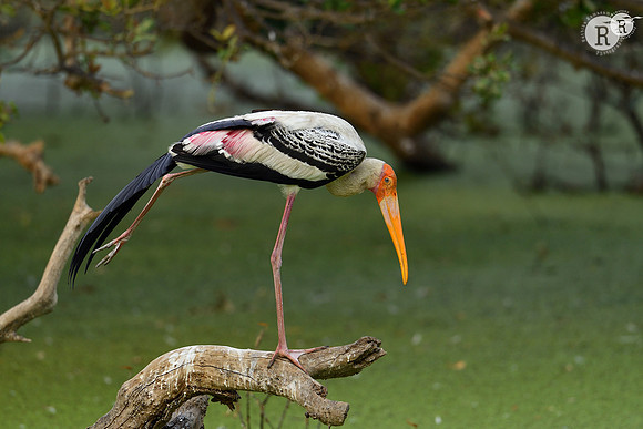 Painted stork_D551314