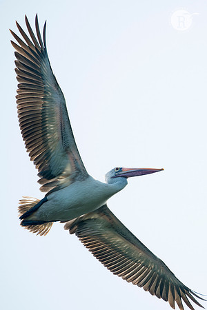 Spot billed Pelican_D555702