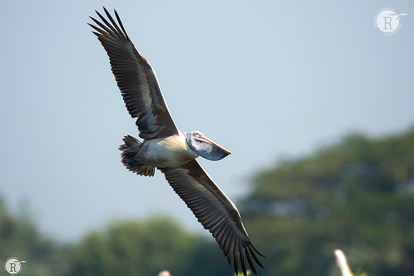 Pelican_D554584
