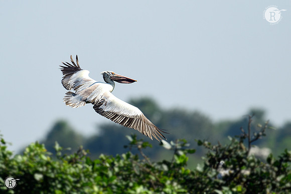 Pelican_D554523