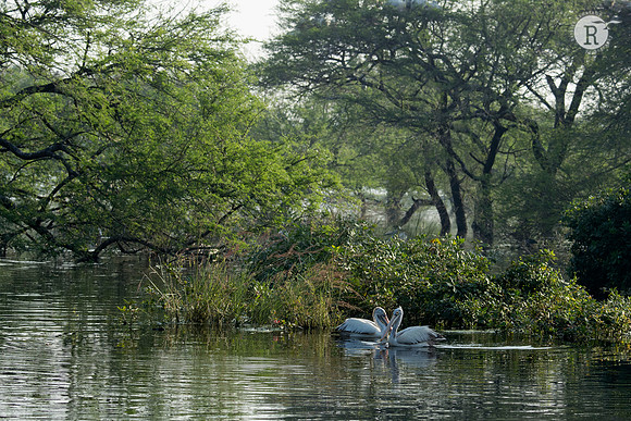 Spot billed Pelican_D555313