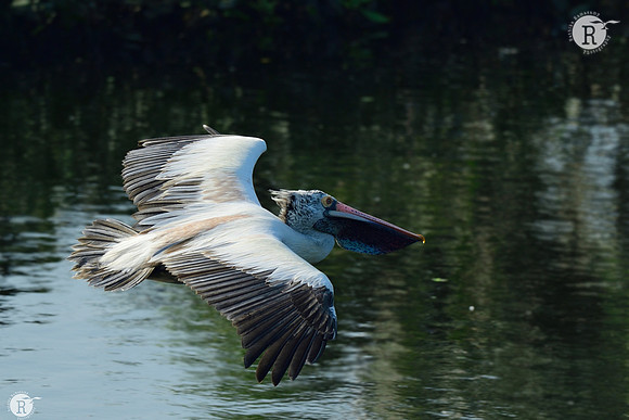Spot billed Pelican _D554296_01