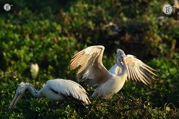 Spot billed Pelican