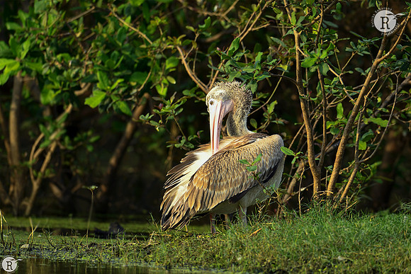 Spot billed Pelican_D551308