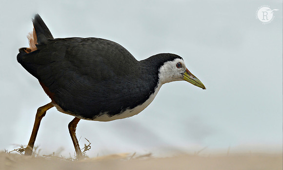 White-breasted Waterhen (Amaurornis phoenicurus) _D4R8599